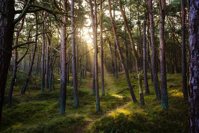 carbon offsetting by planting trees