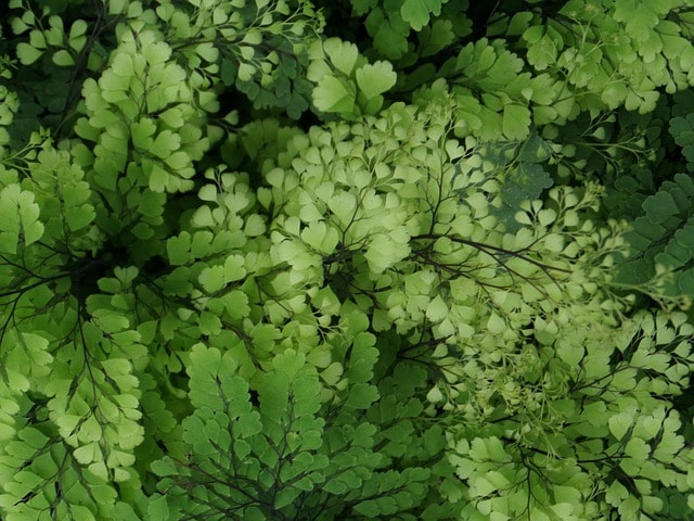 fern, wilhelma, greenhouse