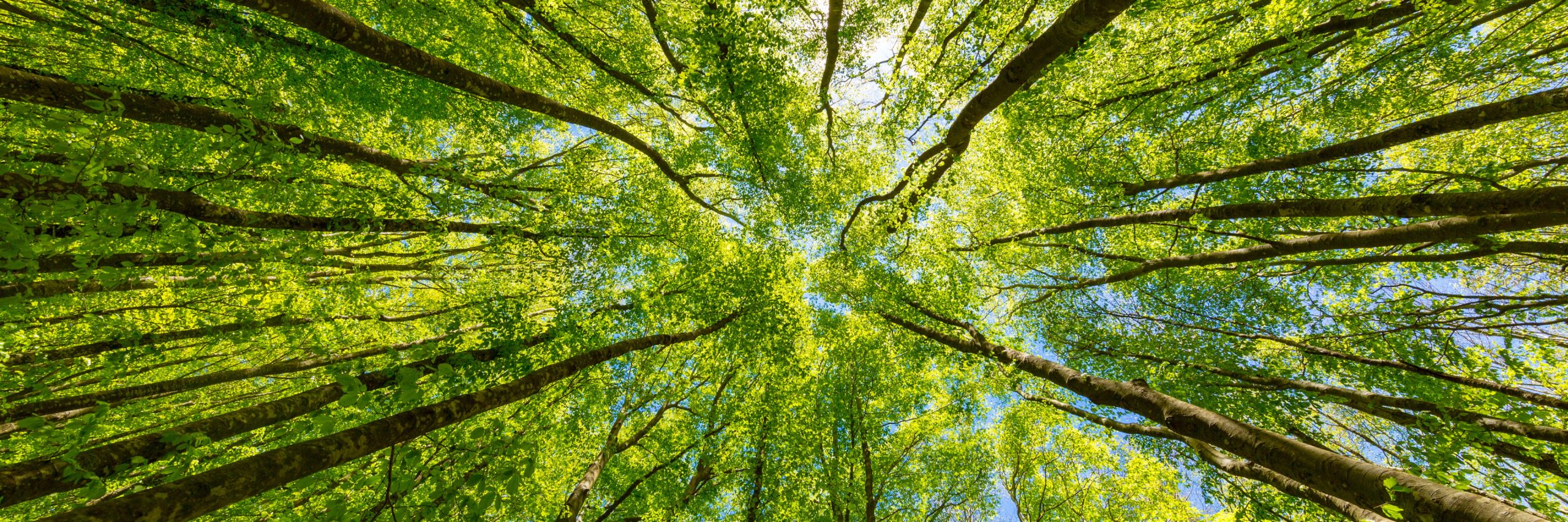 carbon offsetting by planting trees